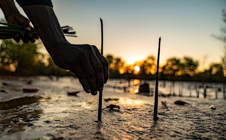 Every Pair Plants a Tree: How Tarkine Is Using Commerce to Fight for the Planet - TARKINE ATHLETICS