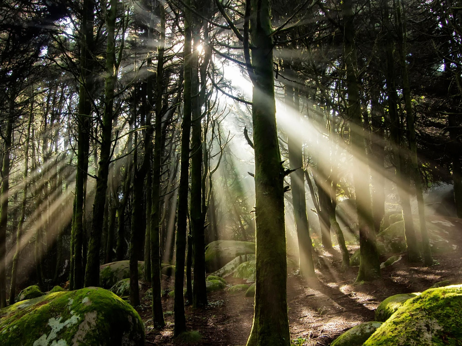 Australians mourned the burning of the Amazon. What about our own rainforest under attack? - TARKINE ATHLETICS