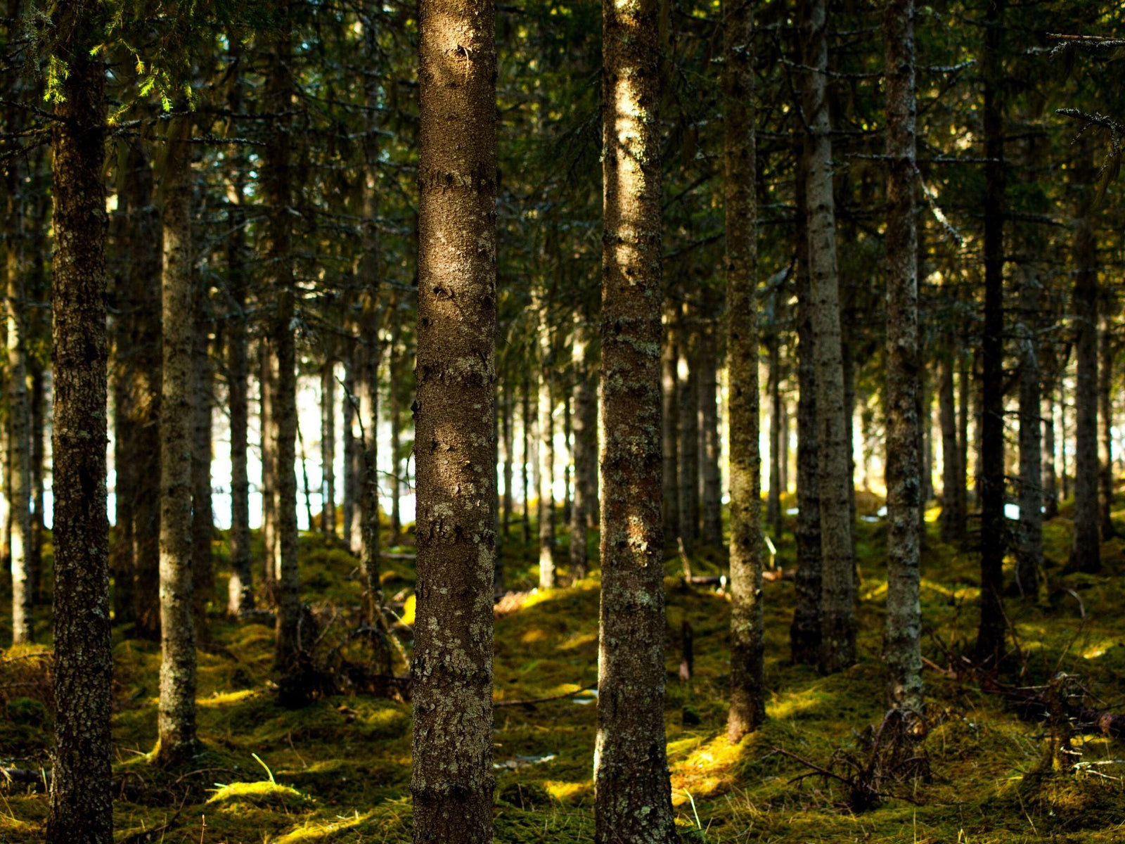 Conflict is back in Tasmania's forests, and two decisions in Victoria could make it worse - TARKINE ATHLETICS