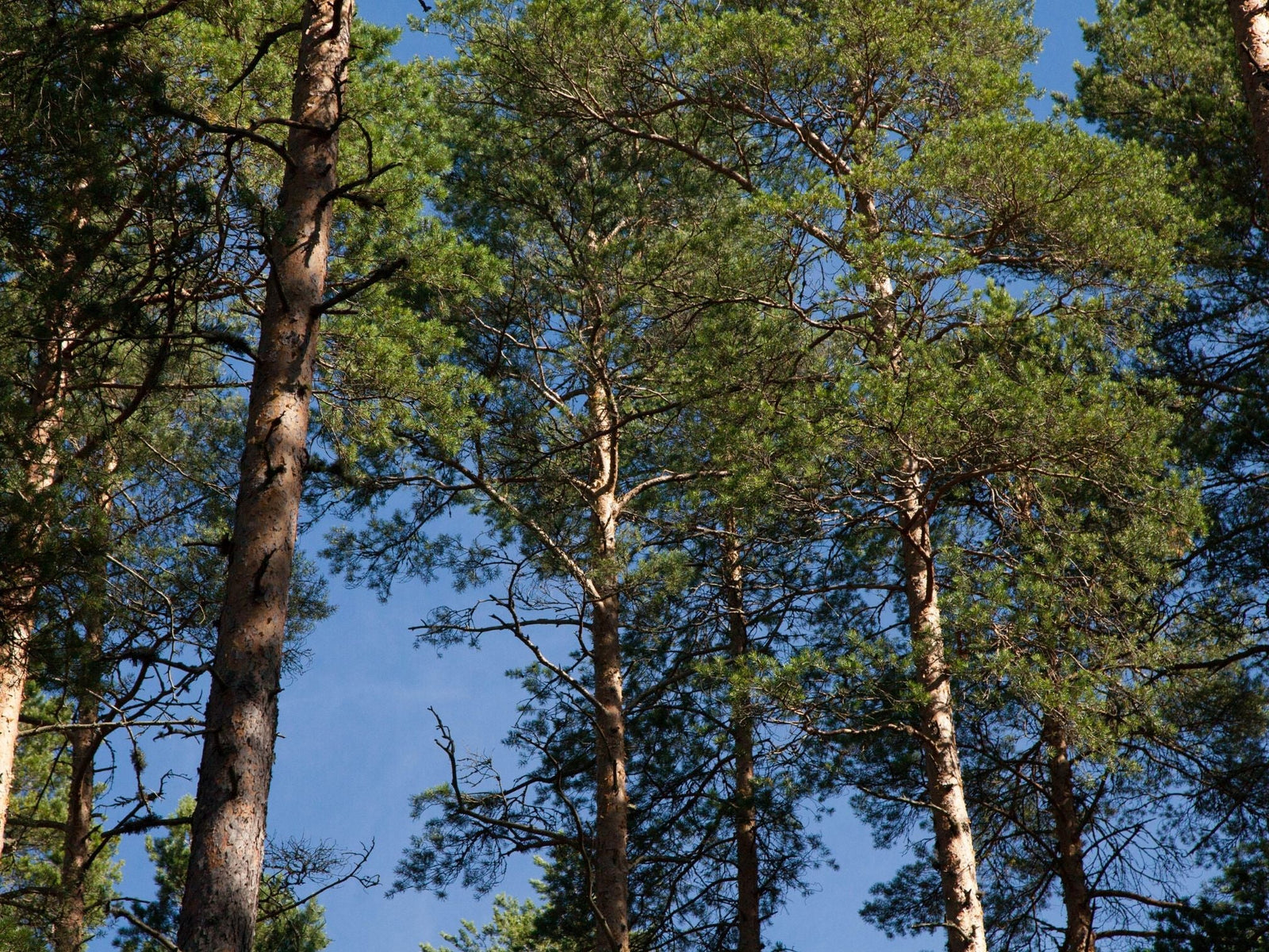 Sustainable Timber Tasmania releases plans to clear fell 4569 hectares in the North-West over three years - TARKINE ATHLETICS
